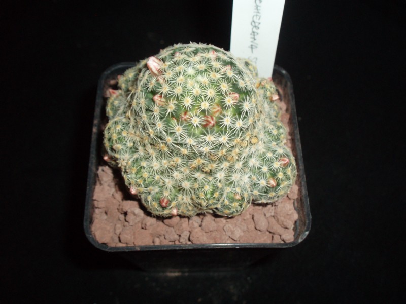 Mammillaria schiedeana ssp. giselae 