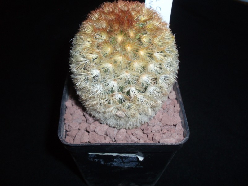 Mammillaria carmenae cv. rubra 