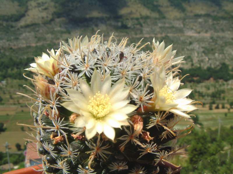 Mammillaria nana ssp. duwei 