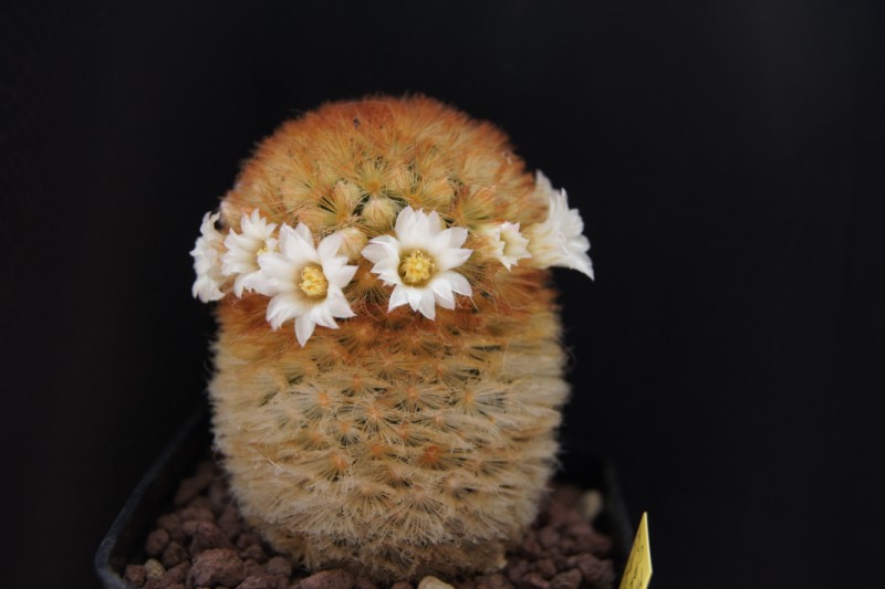 Mammillaria carmenae cv. rubra 