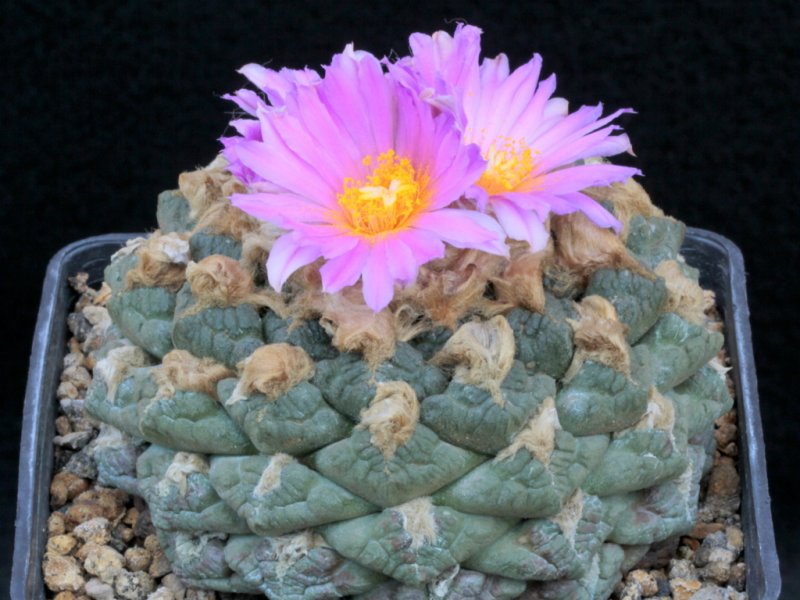 Ariocarpus fissuratus 