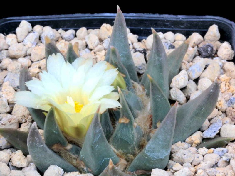 Ariocarpus retusus ssp. trigonus 