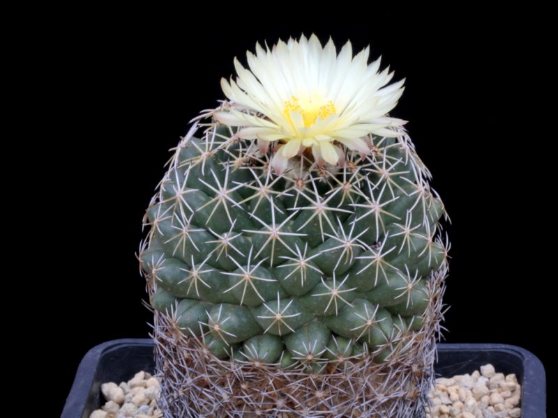 Coryphantha maiz - tablasensis 