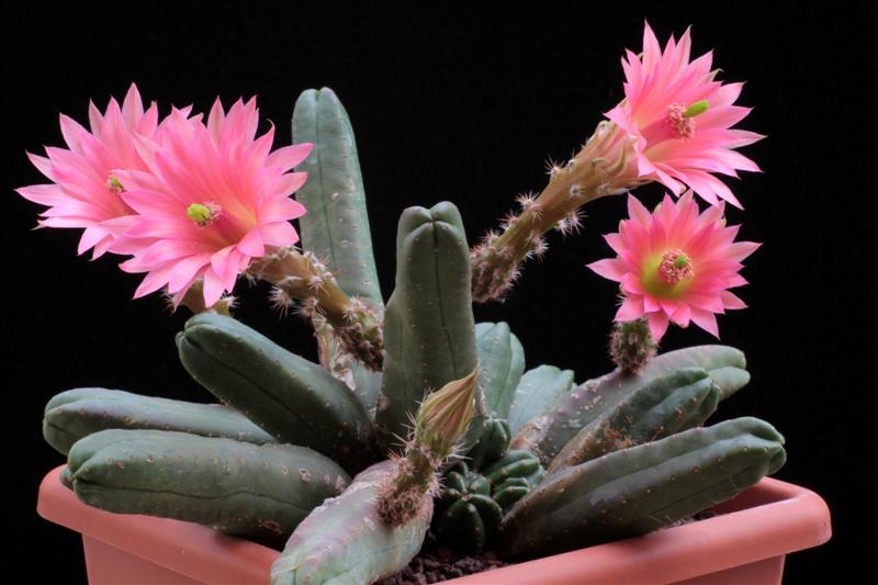 Echinocereus scheeri ssp. gentryi 