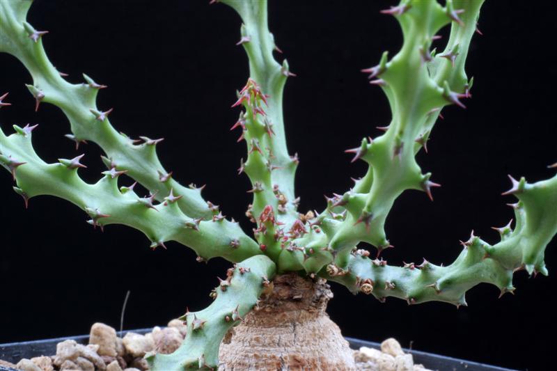 Euphorbia decidua 