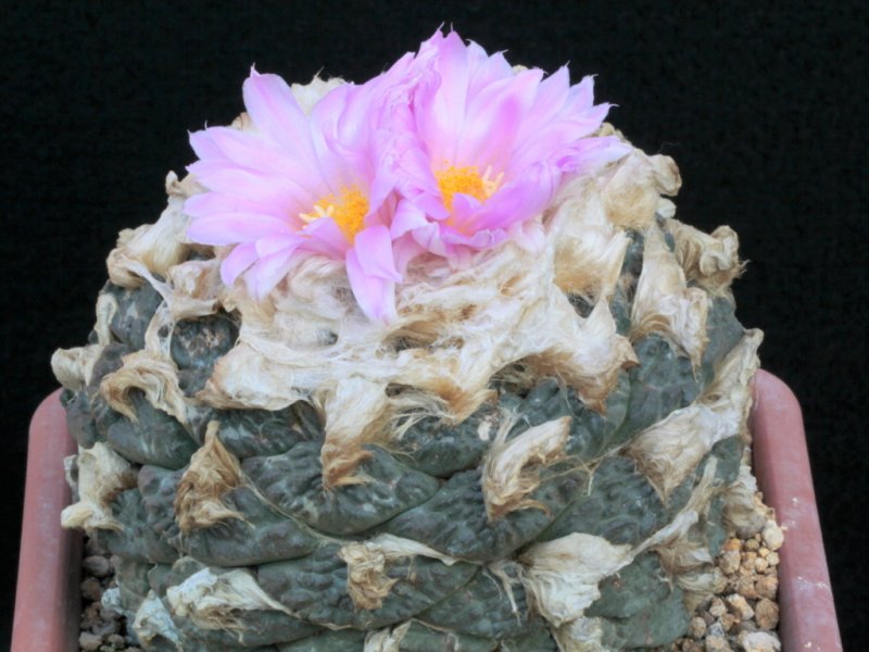 Ariocarpus fissuratus ssp. lloydii 