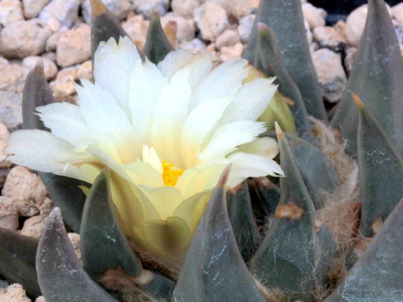 Ariocarpus retusus ssp. trigonus 