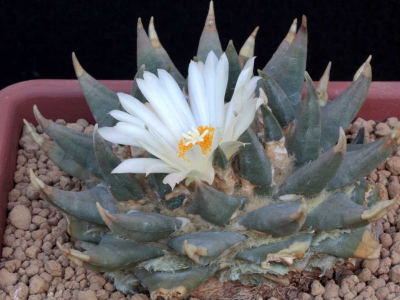 Ariocarpus retusus ssp. trigonus 