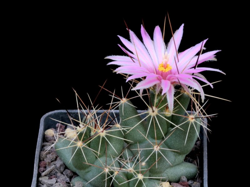 coryphantha macromeris ssp. runyonii