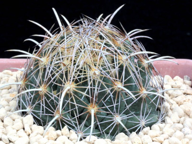 coryphantha obscura