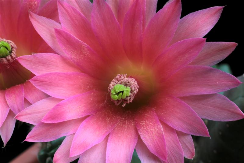 Echinocereus scheeri ssp. gentryi 