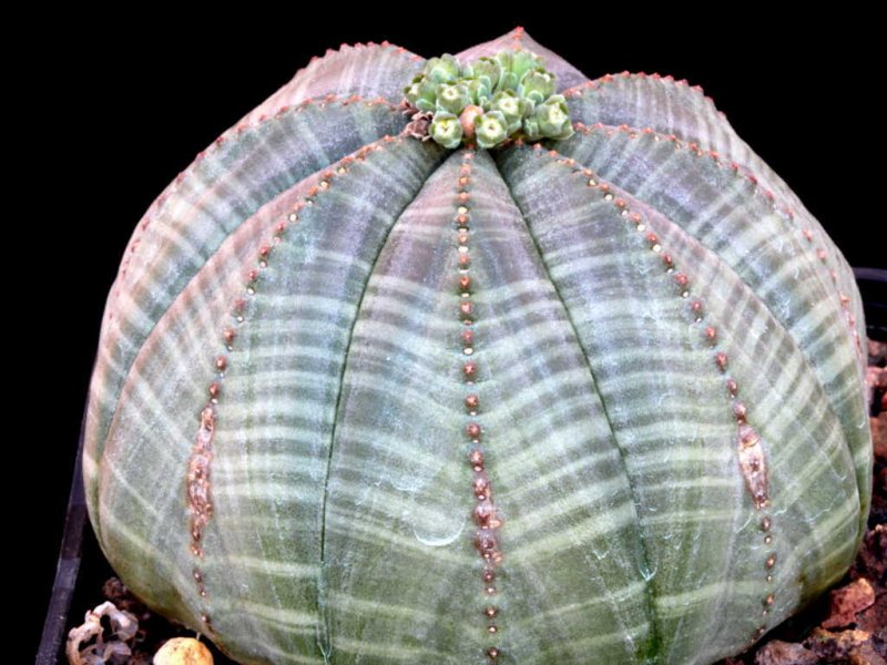 Euphorbia obesa 