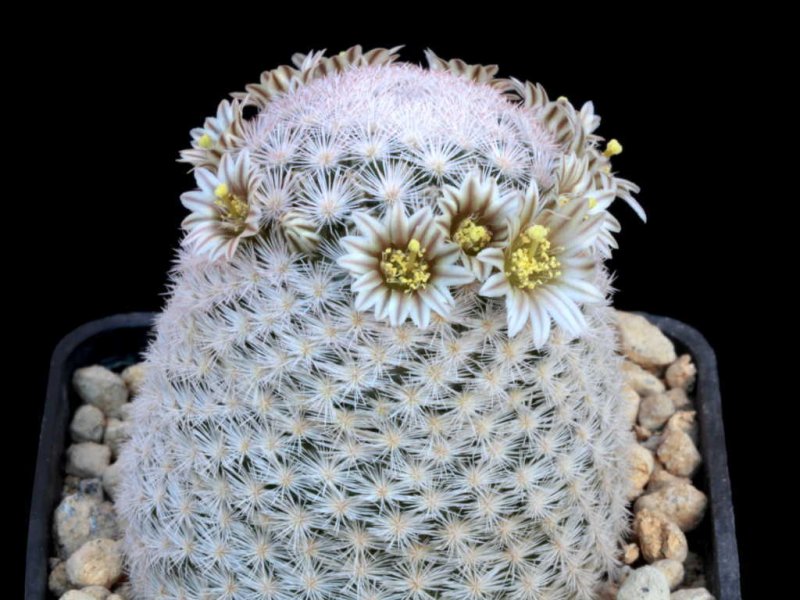 mammillaria lasiacantha