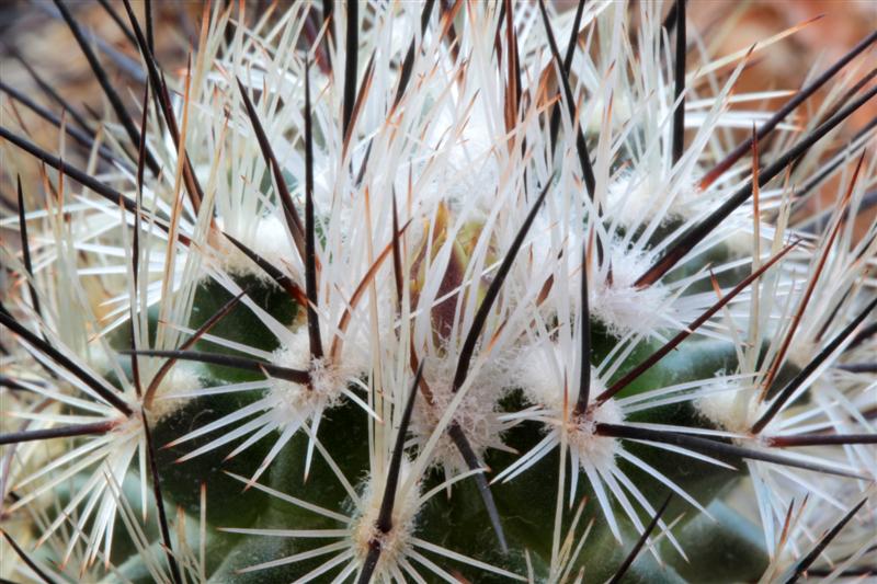 Rapicactus subterraneus 