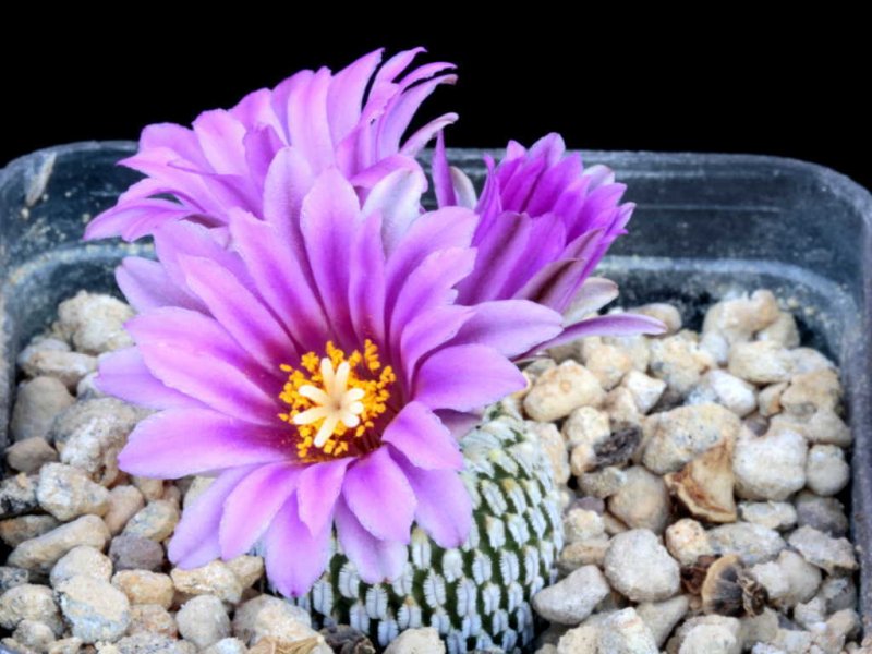turbinicarpus pseudopectinatus ssp. jarmilae