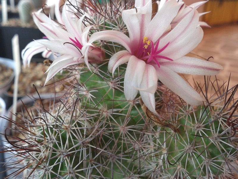 Mammillaria fraileana 