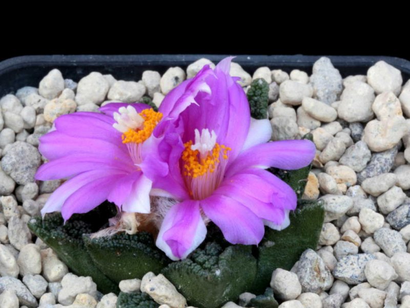 Ariocarpus bravoanus ssp. hintonii 