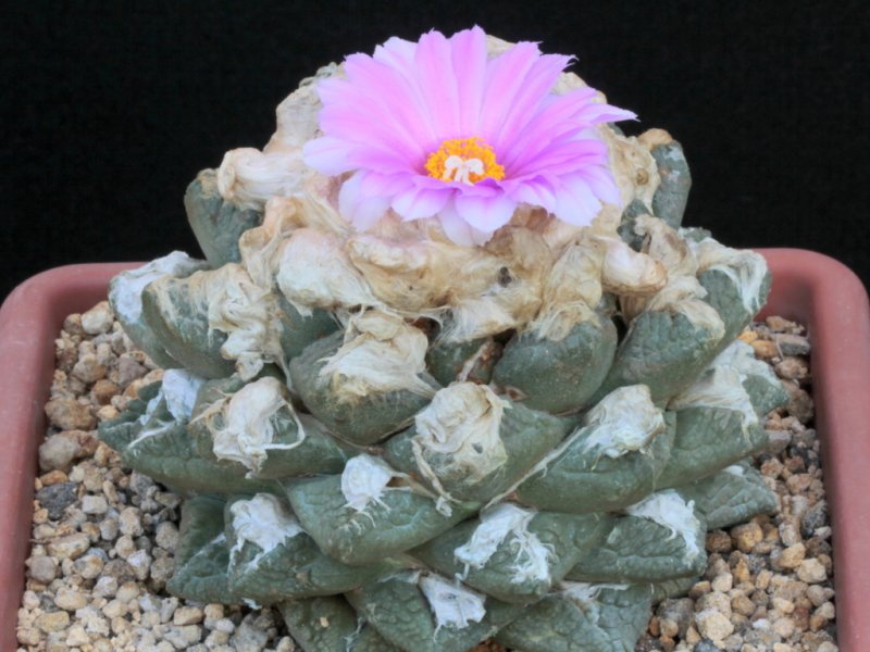 Ariocarpus fissuratus ssp. lloydii 