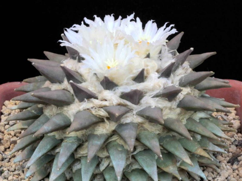 Ariocarpus retusus 