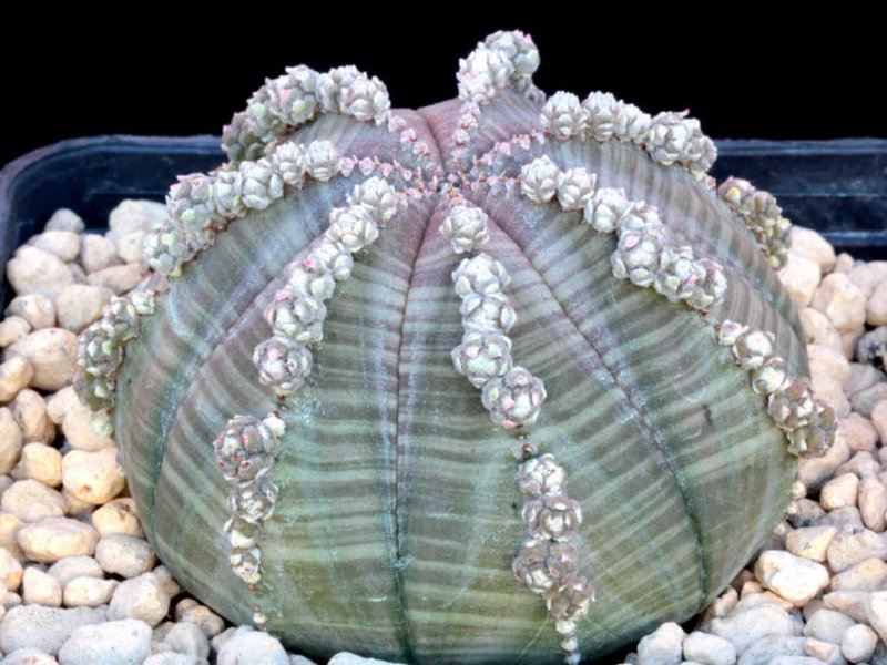 Euphorbia obesa 
