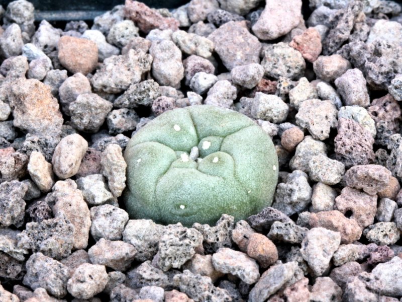 Lophophora jourdaniana 