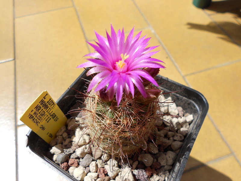 Mammillaria wrightii ssp. wilcoxii 