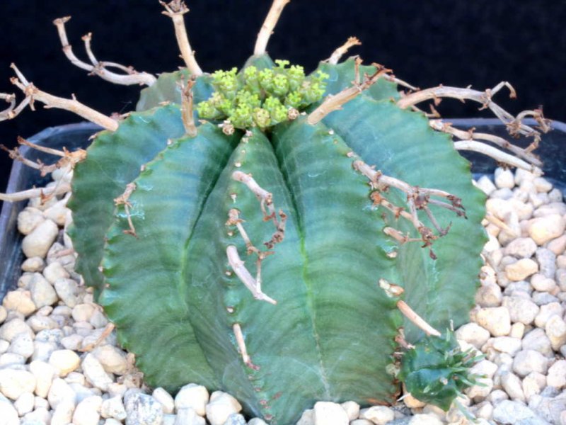 euphorbia meloformis ssp. valida