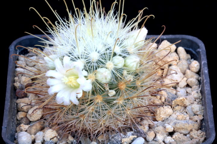 mammillaria cowperae