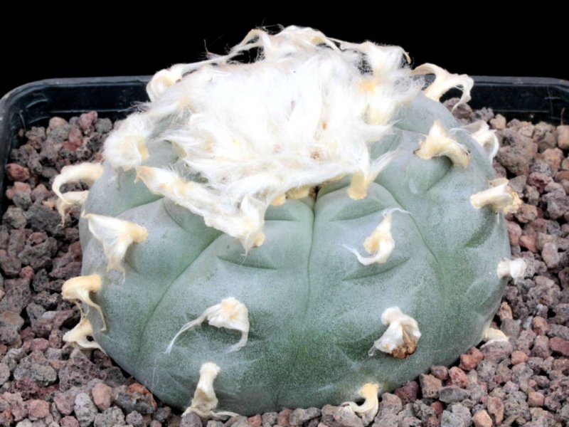 Lophophora wiliamsii 