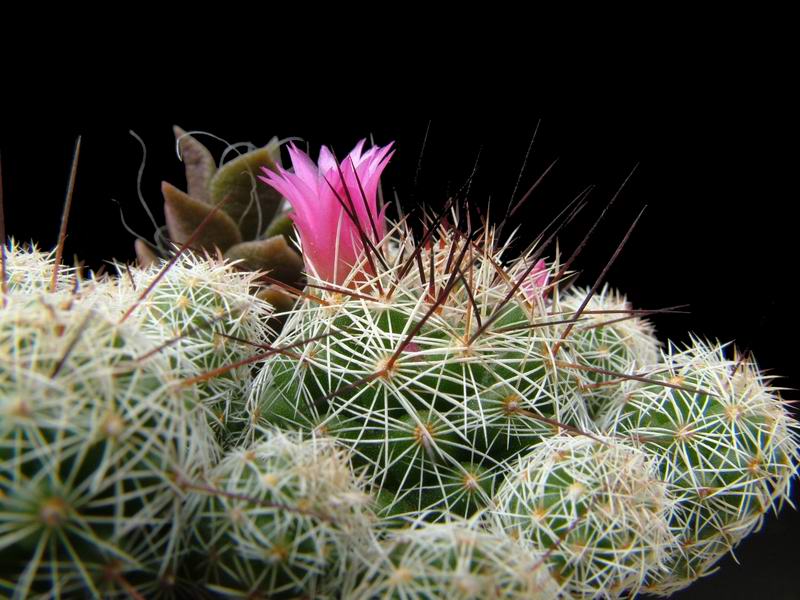 Mammillaria vetula ssp. gracilis 