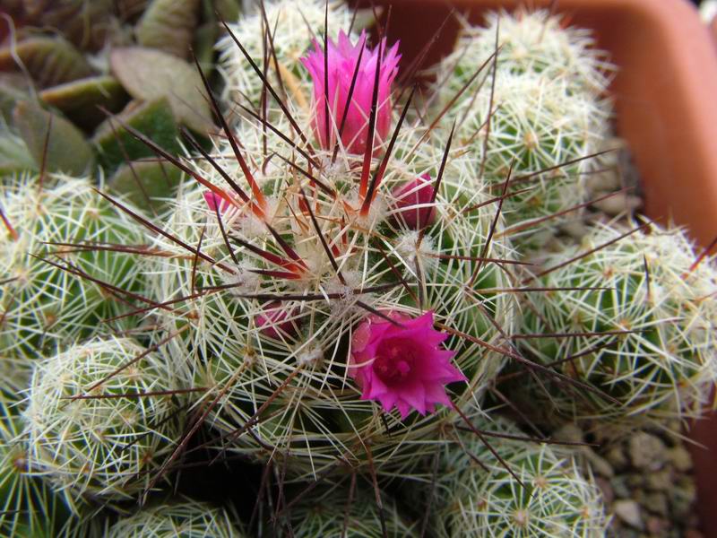 Mammillaria vetula ssp. gracilis 