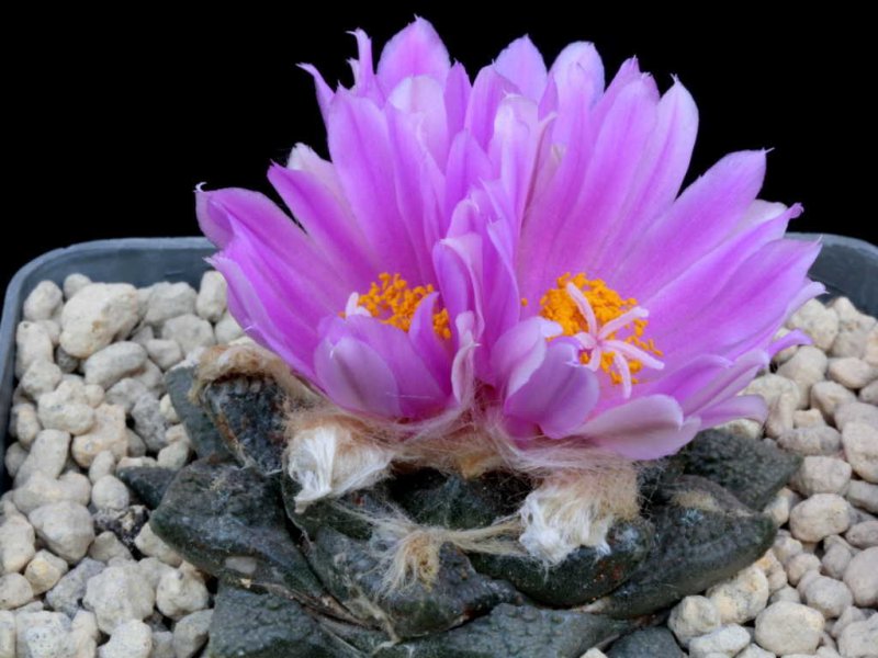 Ariocarpus fissuratus 