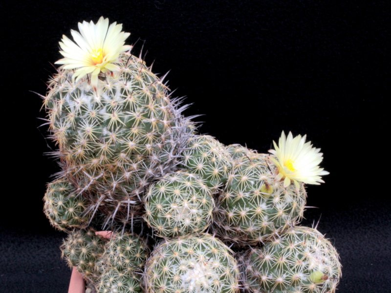 Coryphantha cornifera 