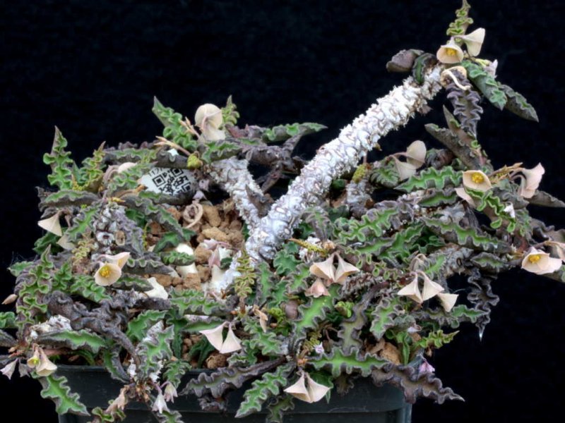 euphorbia decaryi v. spirosticha