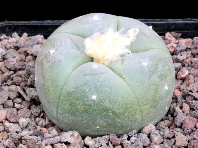 Lophophora wiliamsii 