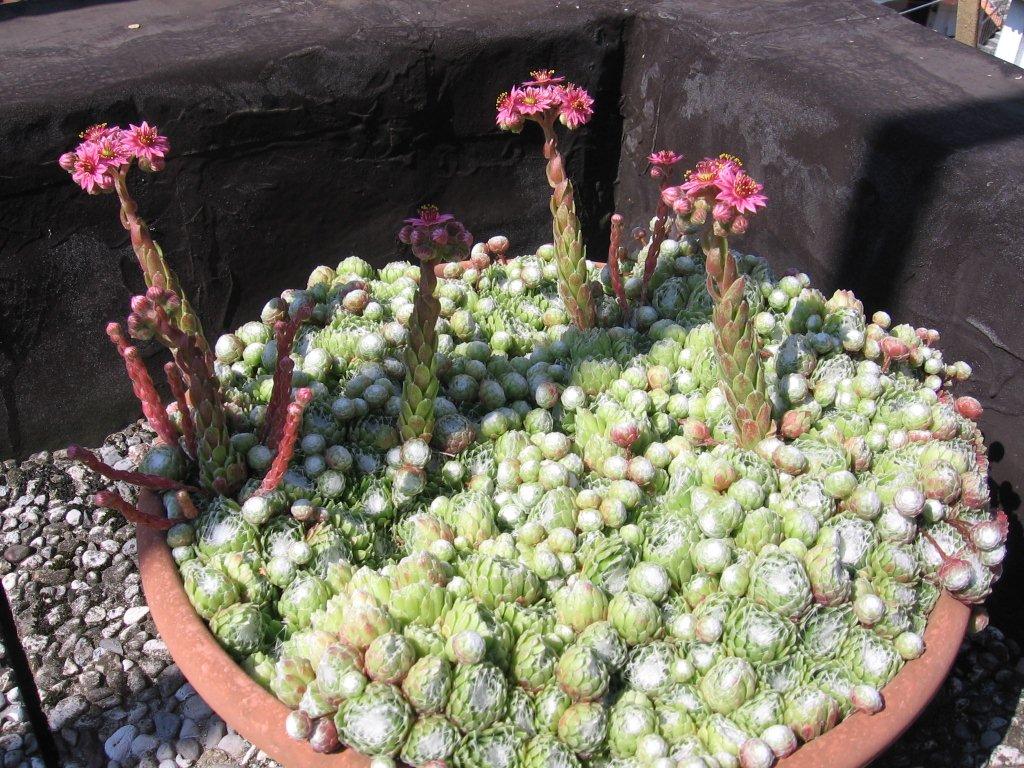 Sempervivum arachnoideum 