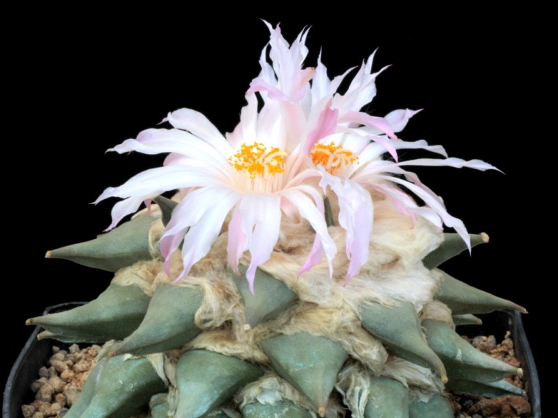 ariocarpus retusus ssp. retusus elongatus