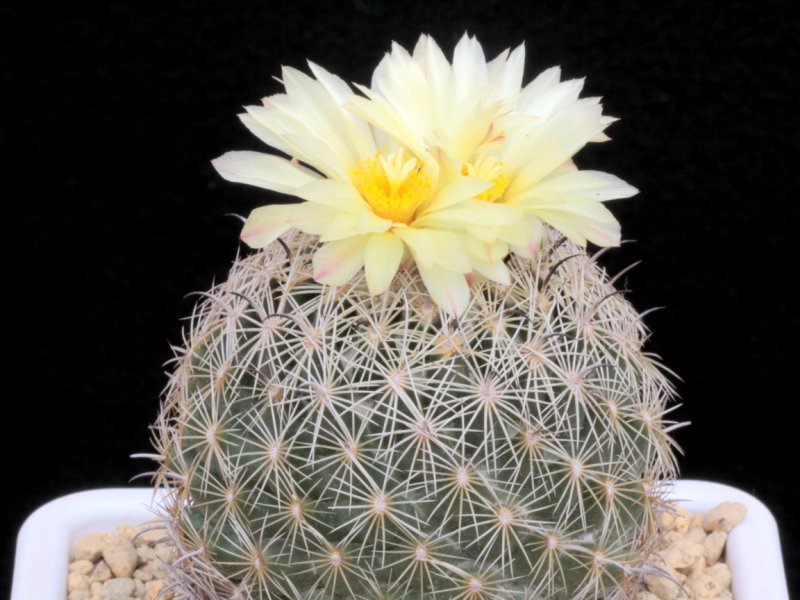 Coryphantha palmeri 