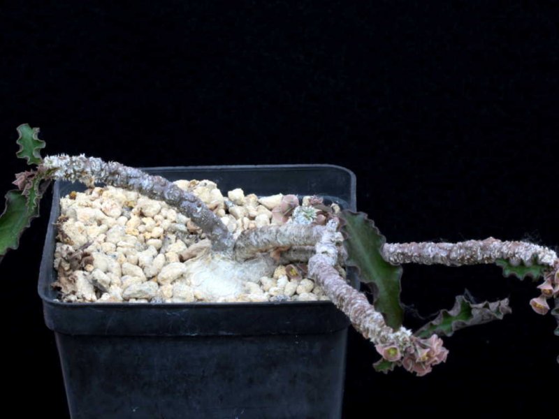 euphorbia ambovombensis