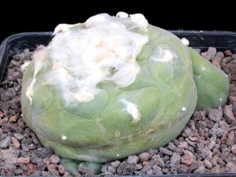 lophophora diffusa