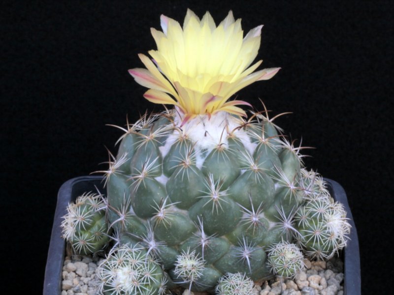 coryphantha pallida ssp. calipensis