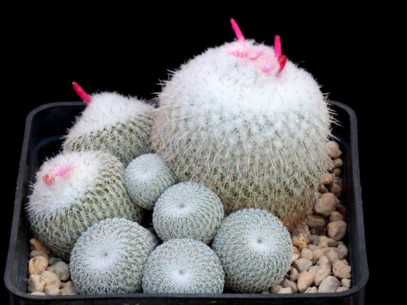 Epithelantha unguispina 