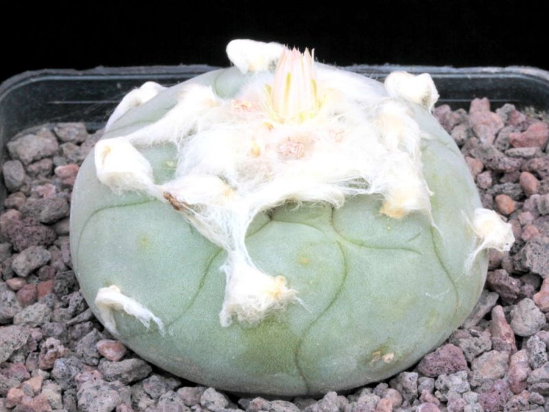 Lophophora diffusa 