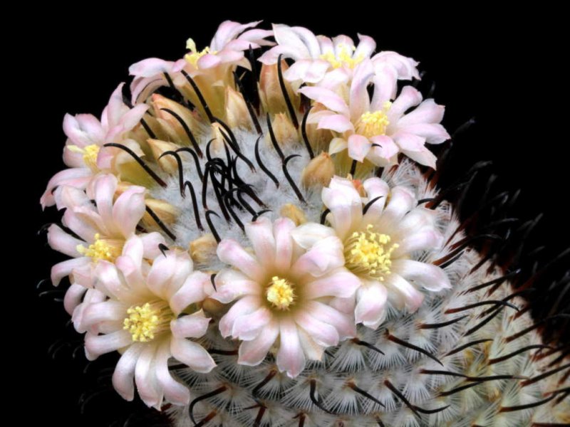 Mammillaria perezdelarosae 