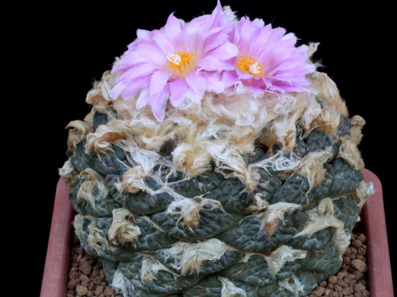 Ariocarpus fissuratus ssp. lloydii 