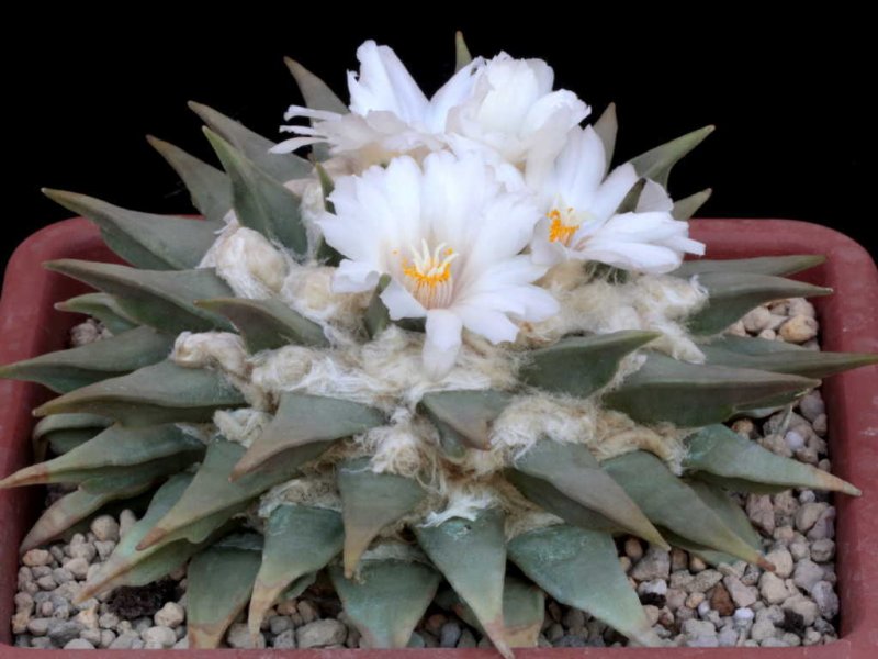 Ariocarpus retusus 