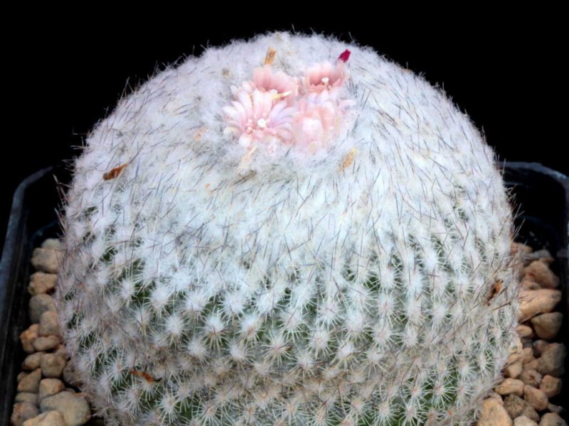 epithelantha unguispina ssp. huastecana