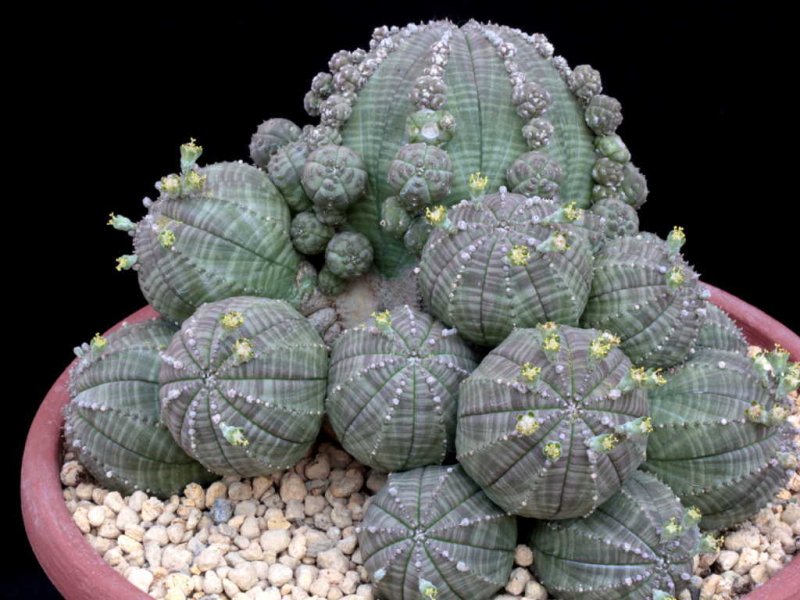 euphorbia obesa