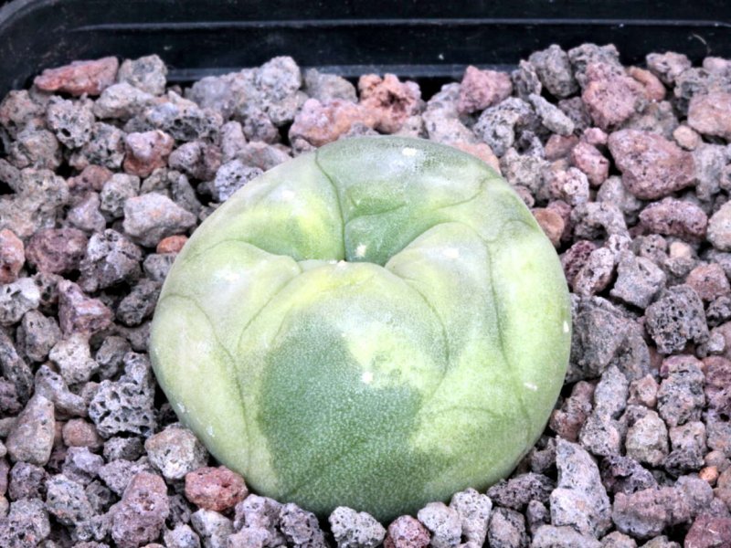 Lophophora diffusa 