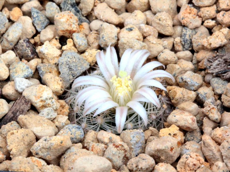 mammillaria coahuilensis ssp.. albihamata